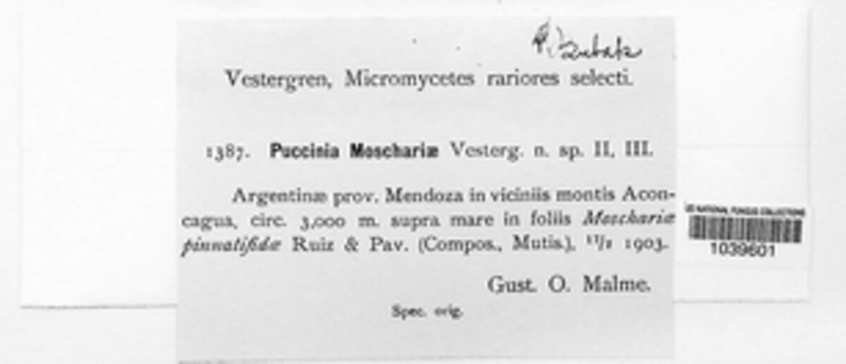 Puccinia moschariae image